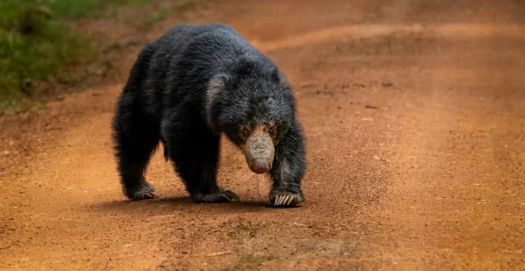 Wilpattu National Park: The Land of Lakes