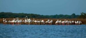 Chundikulam National Park: A Sanctuary of Biodiversity and Tranquility