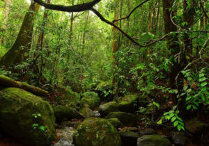 Kanneliya Forest Reserve: A Biodiversity Hotspot