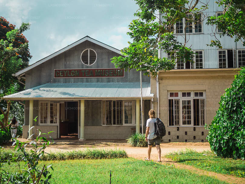 The Ceylon Tea Museum: A Journey Through Sri Lanka’s Tea Legacy and Artistic Craftsmanship