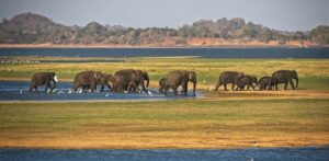 Minneriya National Park: The Gathering