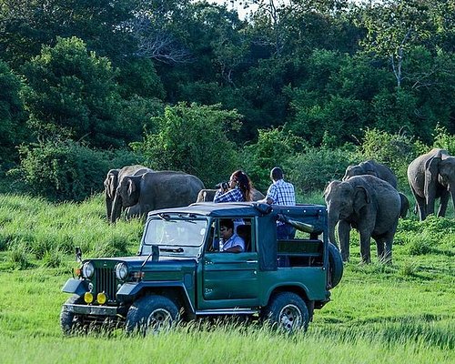 Udawalawe National Park: Elephants and More